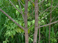 Santalum album